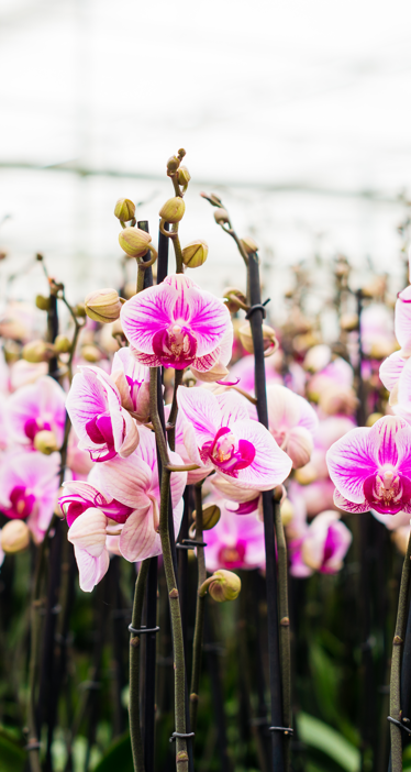 Orchids in greenhouse