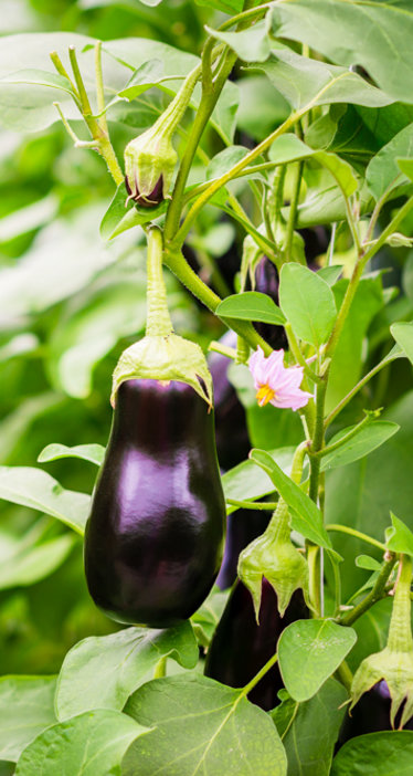 Eggplant in greenhouse