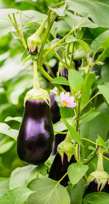 Eggplant in greenhouse
