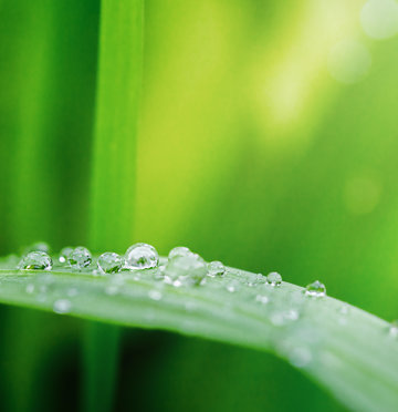 Waterdrop on leaf