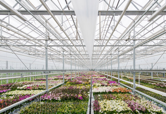 Inside view of daylight greenhouse Ter Laak