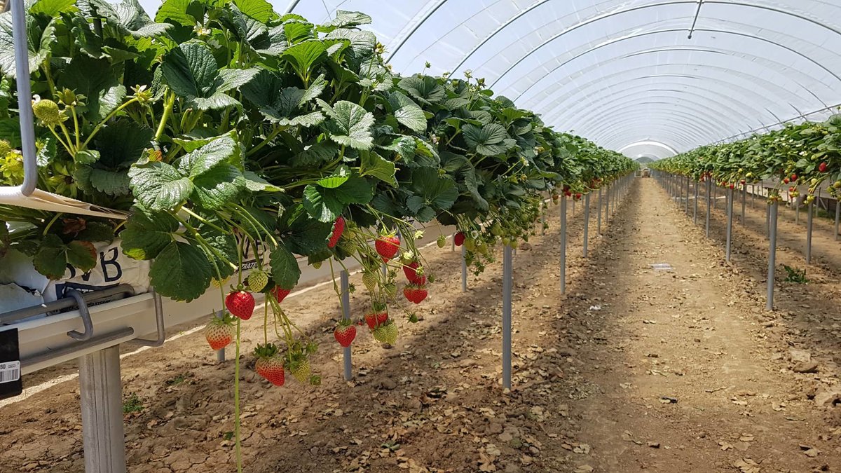 Fresh Farms California Strawberries Tunnel