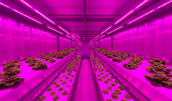 Indoor Farming Lettuce
