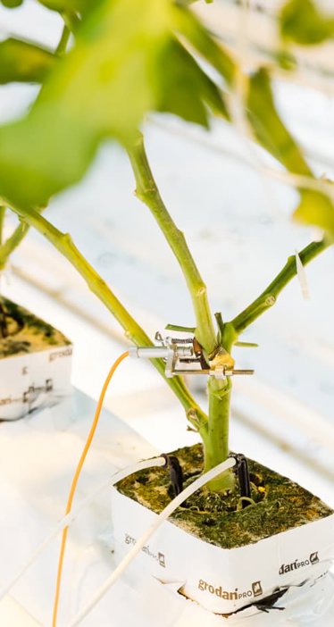 Aranet wireless sensors in greenhouse
