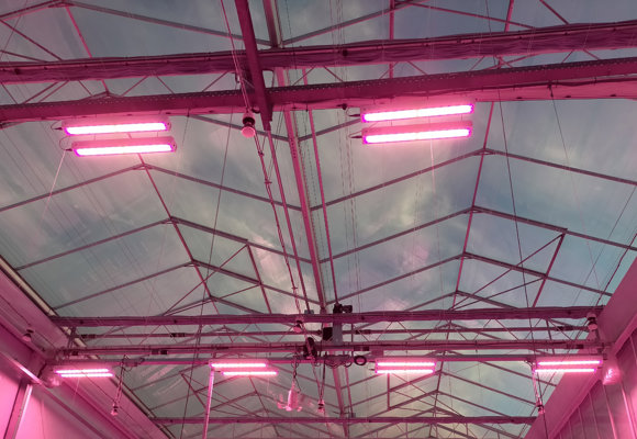 Led lighting in greenhouse